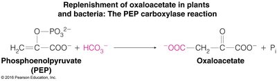 Pyruvate carboxylase reaction