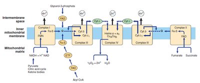 PEP carboxylase reaction