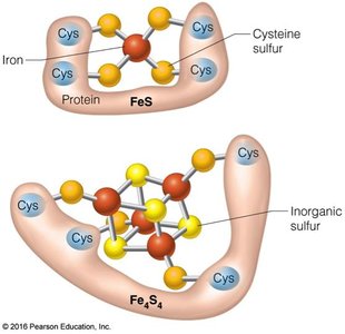 Electron transport chain complexes and carriers