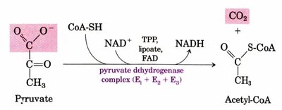 Pyruvate dehydrogenase reaction