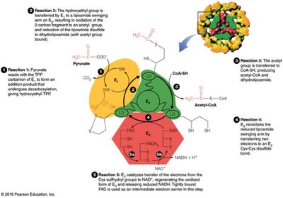 Mechanism of pyruvate dehydrogenase complex