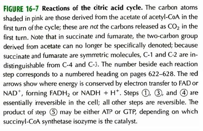 Explanation of TCA cycle reactions