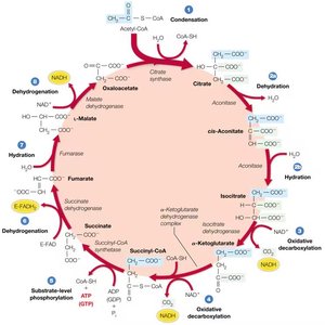 Detailed reactions of the citric acid cycle