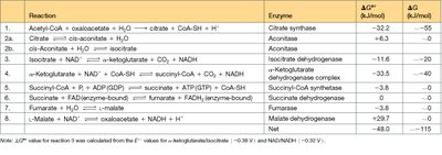 Table of TCA cycle reactions, enzymes, and free energy changes
