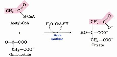Citrate synthase reaction
