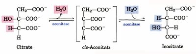 Aconitase reaction: citrate to isocitrate via cis-aconitate