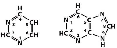 Ribonucleotide structures and abbreviations