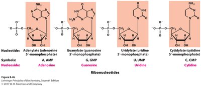Inosine and pseudouridine structures