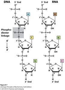 Polynucleotide chain directionality