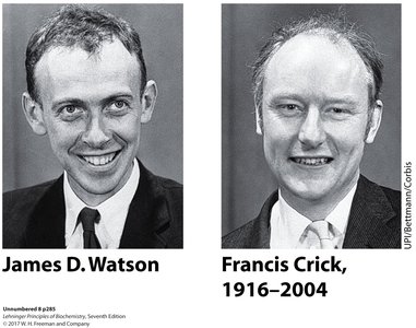 DNA double helix and base pairing