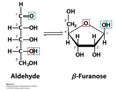Aldehyde and β-furanose forms of ribose