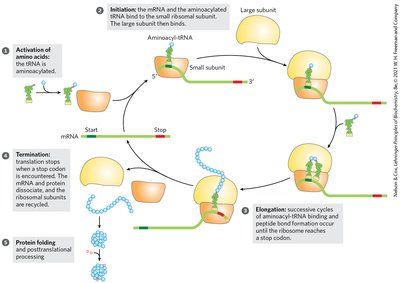 Overview of protein synthesis: translation steps