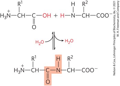 Peptide bond formation between amino acids