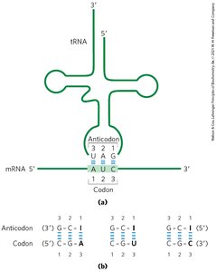 Table of genetic code: codons and amino acids