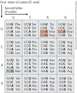 tRNA anticodon pairing with mRNA codon