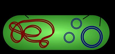 Diagram of prokaryotic genome with main chromosome and plasmids