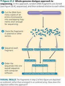 Diagram and electron micrograph of nucleosomes and chromatin structure