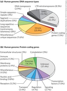 Pie charts of human genome sequence types and protein-coding gene functions