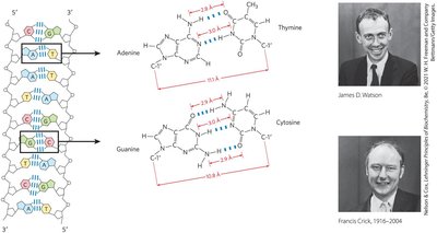 Watson-Crick model of DNA base pairing
