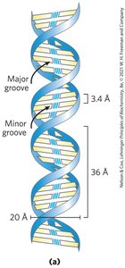 Double helix structure of B-DNA