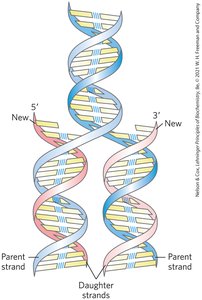 Semi-conservative replication of DNA