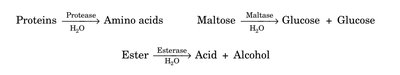 Protease, maltase, esterase reactions