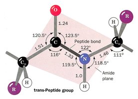 trans-Peptide group structure