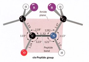 cis-Peptide group structure