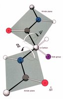 Phi and Psi torsion angles in peptide backbone