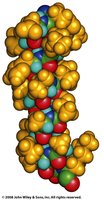 Space-filling model of alpha helix