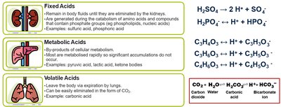 Types of acids in the body