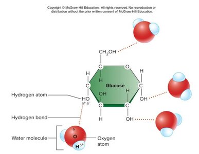 Ion-dipole interactions with hydrated sodium and chloride ions