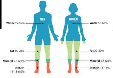 Body composition in men and women