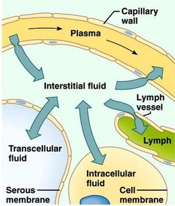 Diagram of body fluid movement between compartments