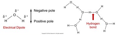 Water molecule dipole and hydrogen bonding