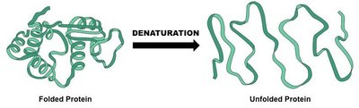 Protein denaturation due to pH changes