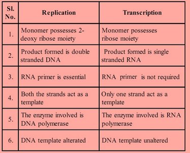 Replication vs. Transcription comparison table