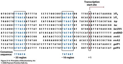 Promoter consensus sequences