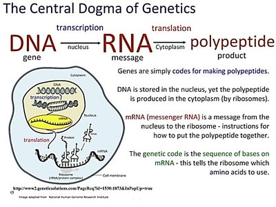 The Central Dogma of Genetics: DNA to RNA to Protein