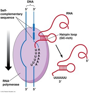 Intrinsic (factor-independent) termination with hairpin loop