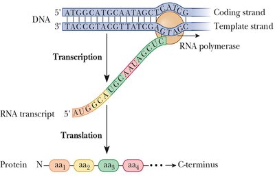 Transcription and translation overview