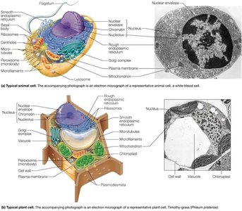 Animal and plant cell diagrams