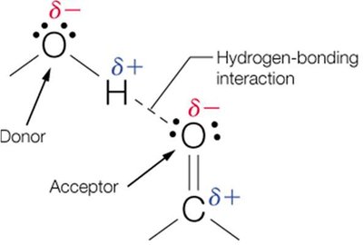 Hydrogen bond donor and acceptor
