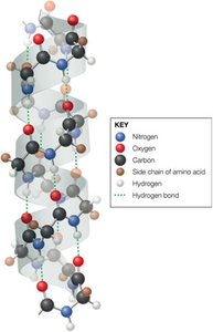 Major types of hydrogen bonds table