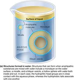 Structures formed in water: micelles, monolayers, bilayers