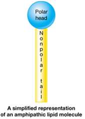 Amphipathic lipid molecule