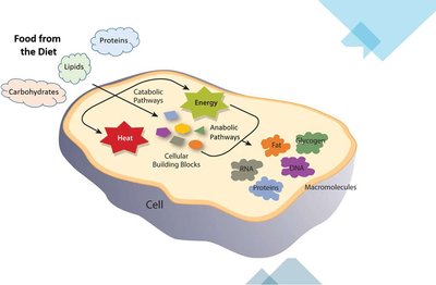 Cellular energy pathways diagram