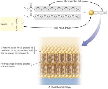 Phospholipid bilayer structure