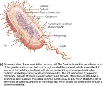 Schematic of a bacterial cell