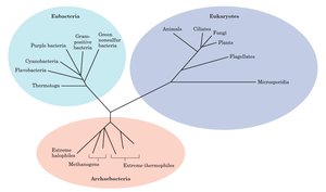 Phylogenetic tree showing domains of life
